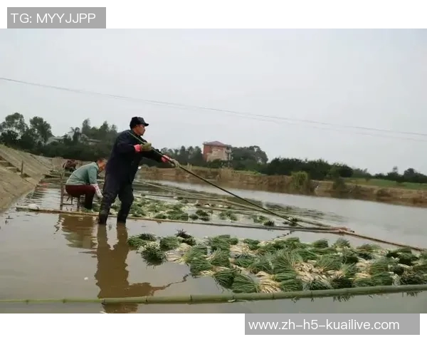 疯三八强战:休斯顿大学成功晋级四强分区头名齐聚争冠之路 疯三八强战:休斯顿大学成功晋级四强分区头名齐聚争冠之路